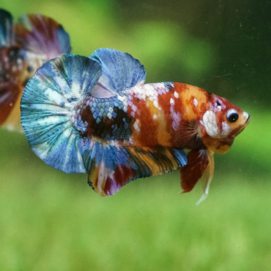 Multicolor/Galaxy Koi Plakat -15 weeks Old