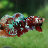 Multicolor/Galaxy Koi Plakat -15 weeks Old