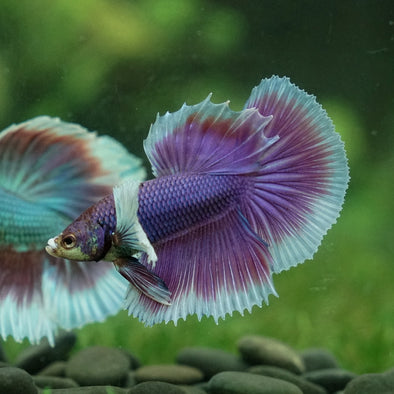 Dumbo Halfmoon - 12 weeks old