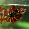 Multicolor/Galaxy Koi Plakat -15 weeks Old