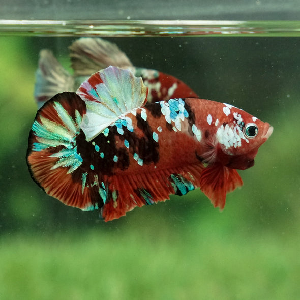 Multicolor/Galaxy Koi Plakat -15 weeks Old