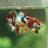 Multicolor/Galaxy Koi Plakat -11 weeks Old