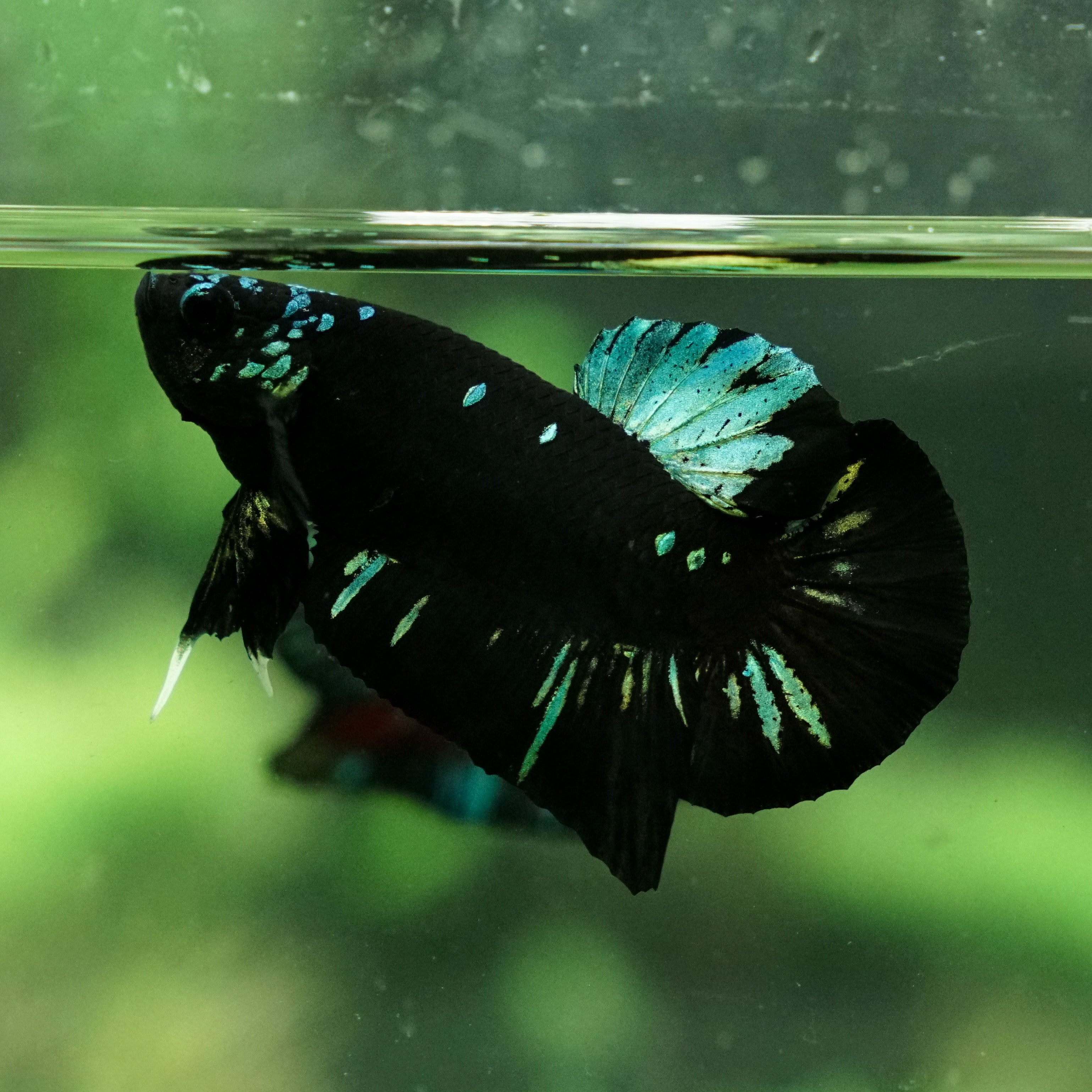 Black Koi Galaxy Plakat (Avatar) Breeder Grade – Betta Squad USA