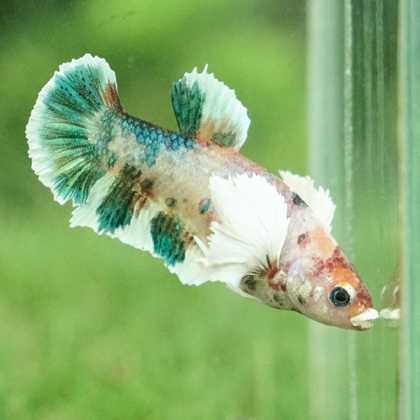 Multicolor/galaxy Dumbo Koi Plakat- Female