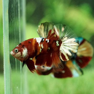 Copper/Gold Galaxy Koi Plakat - 13 Weeks Old