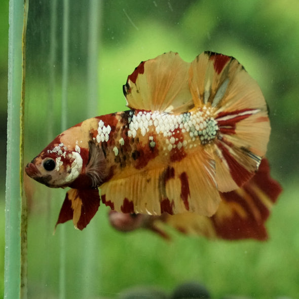 Giant Multicolor/ Galaxy Koi-15 weeks Old