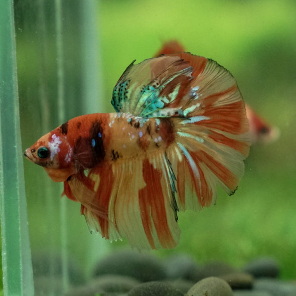 Galaxy Koi Halfmoon - 12 weeks old