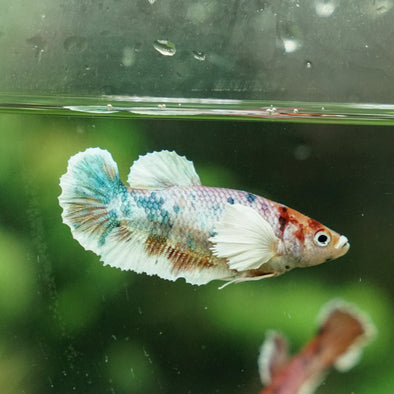 Multicolor/galaxy Dumbo Koi Plakat- Female