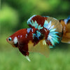 Multicolor/Galaxy Koi Plakat -15 weeks Old