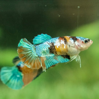 Multicolor/galaxy Koi Plakat- Female