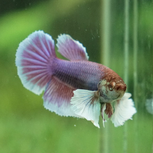 Dumbo Halfmoon - Female