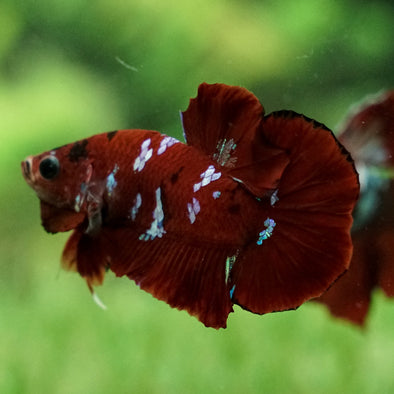 Multicolor/Galaxy Koi Plakat -14 weeks Old