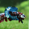 Galaxy / Multicolored Koi Plakat - Breeder Grade