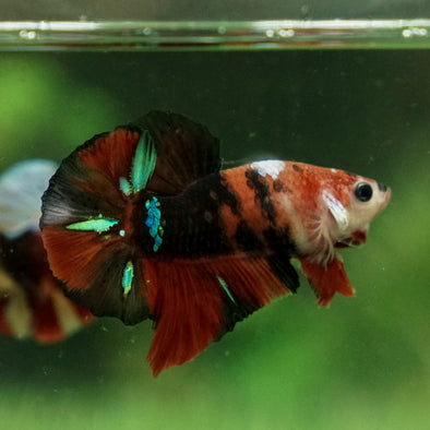 Multicolor/Galaxy Koi Plakat -12 weeks Old