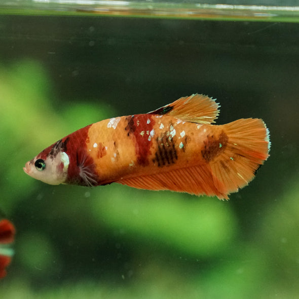 Multicolor/galaxy Koi Plakat- Female