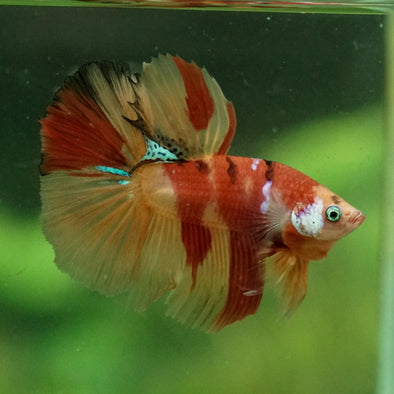 Galaxy Koi Halfmoon - 11 weeks old