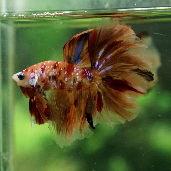 Galaxy Koi Halfmoon - 12 weeks old