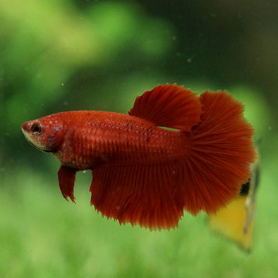 Super Red Halfmoon - Female