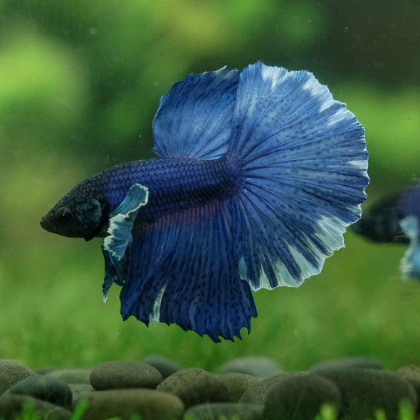 Dumbo Halfmoon - 13 weeks old