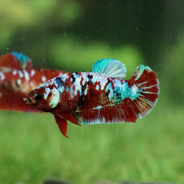 Multicolor/galaxy Koi Plakat- Female