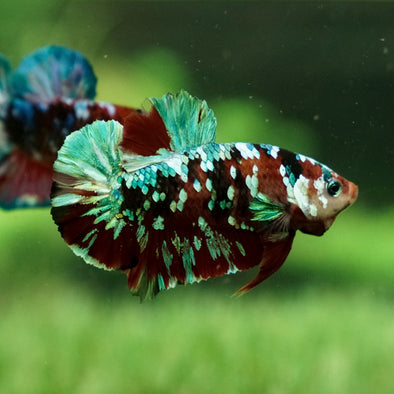 Multicolor/Galaxy Koi Plakat -15 weeks Old