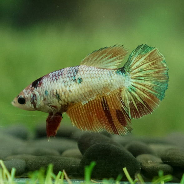 Koi Halfmoon Female - 12 weeks old- Breeder Grade