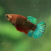 Red Fancy Plakat 13 Week Old- Female