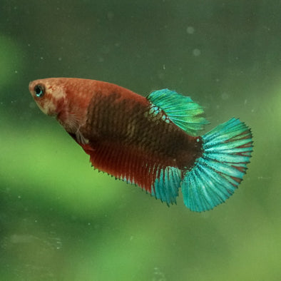 Red Fancy Plakat 13 Week Old- Female