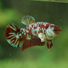 Multicolor/galaxy Koi Plakat- Female