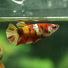 Multicolor/galaxy Koi Plakat- Female