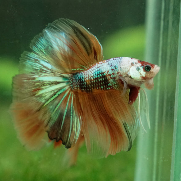 Galaxy Koi Halfmoon - 14 weeks old