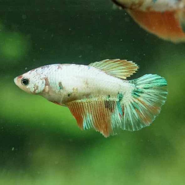 Koi Halfmoon - Female