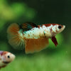 Koi Halfmoon - Female