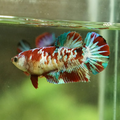 Multicolor/galaxy Koi Plakat- Female