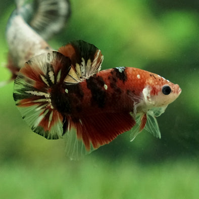 Multicolor/Galaxy Koi Plakat -11 weeks Old