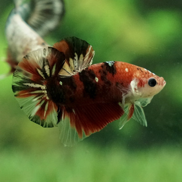 Multicolor/Galaxy Koi Plakat -11 weeks Old