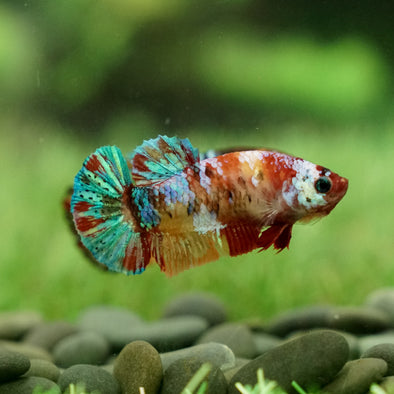 Galaxy Koi Plakat- Female