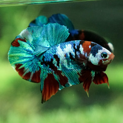 Galaxy / Multicolored Koi Plakat - Breeder Grade