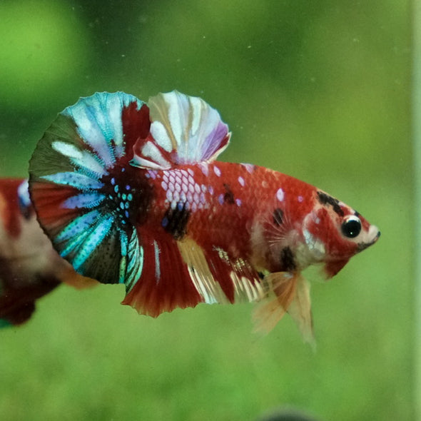 Multicolor/Galaxy Koi Plakat -11 weeks Old