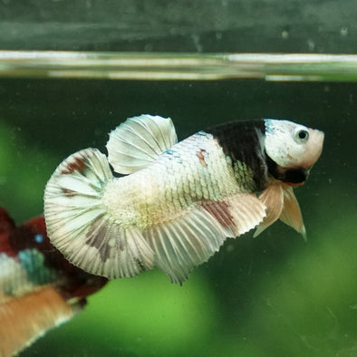 Multicolor/Galaxy Koi Plakat -13 weeks Old