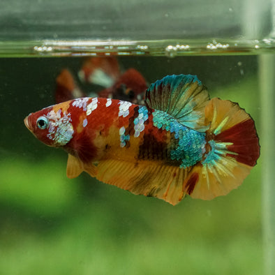 Multicolor/Galaxy Koi Plakat -15 weeks Old