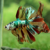Galaxy Koi Halfmoon - 12 weeks old
