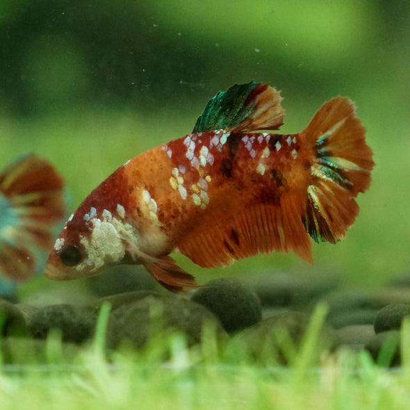 Multicolor/galaxy Koi Plakat- Female