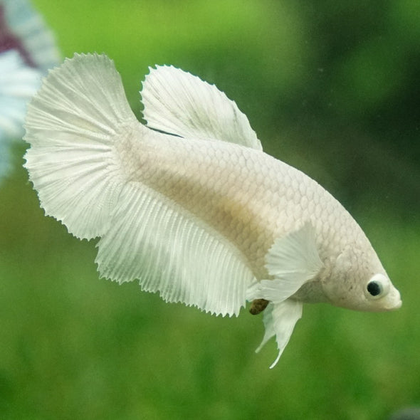 Dumbo Halfmoon - Female