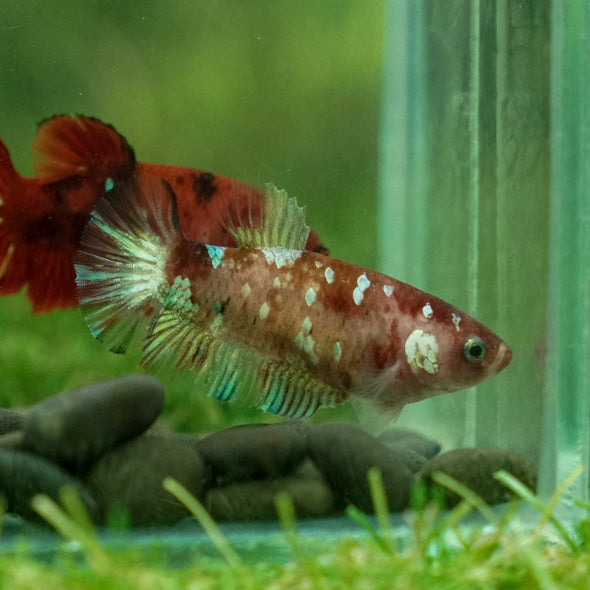 Multicolor/ Galaxy Koi Plakat- Female- 16 Weeks Old