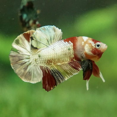 Multicolor/Galaxy Koi Plakat -12 weeks Old