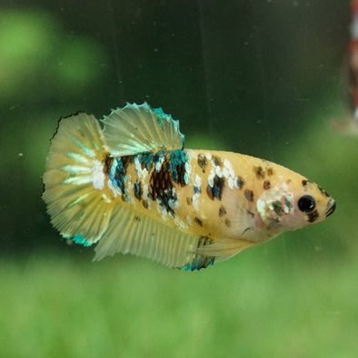 Multicolor/galaxy Koi Plakat- Female