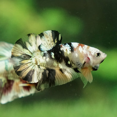 Multicolor/Galaxy Koi Plakat -12 weeks Old