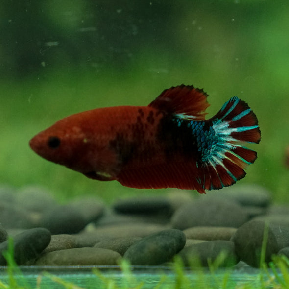 Red Fancy Plakat 13 Week Old- Female