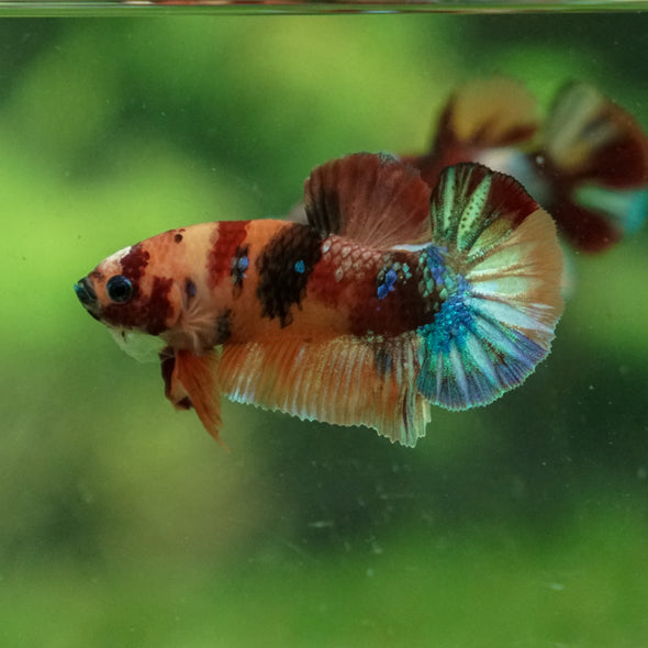 Multicolor/Galaxy Koi Plakat -13 weeks Old